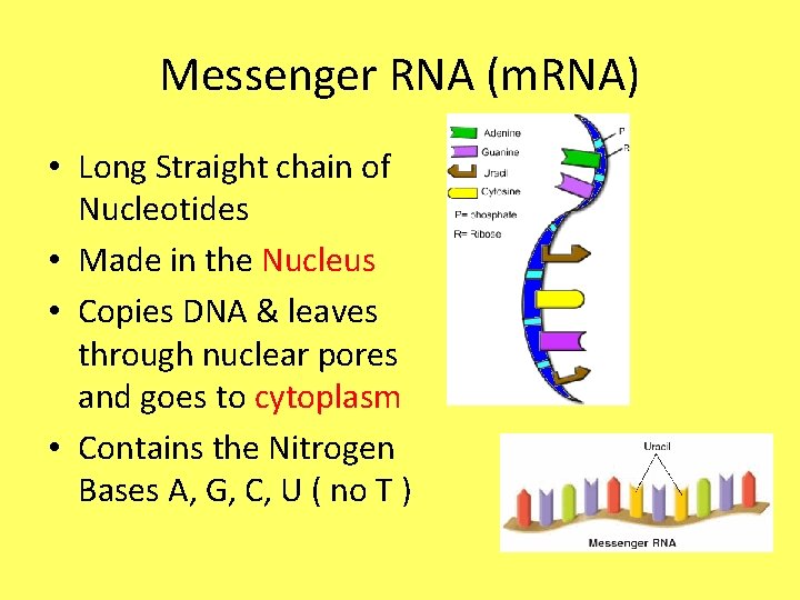 Messenger RNA (m. RNA) • Long Straight chain of Nucleotides • Made in the