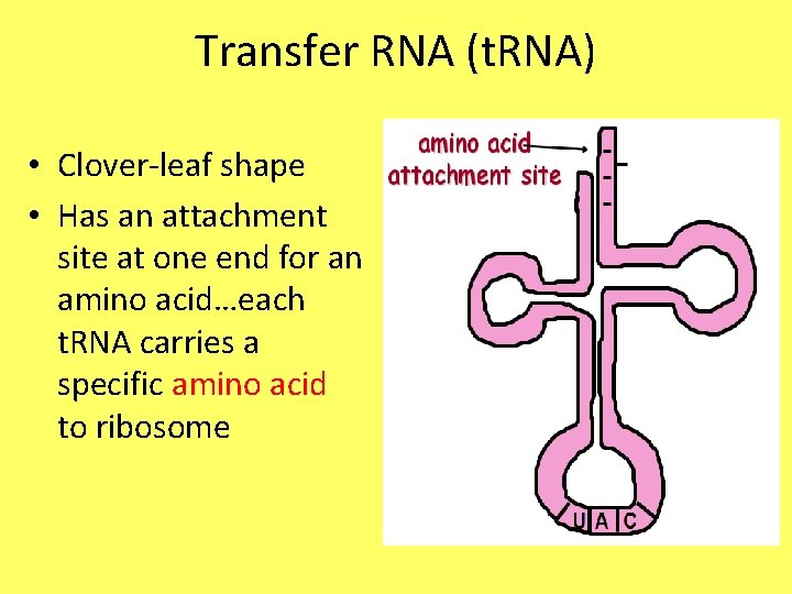 Transfer RNA (t. RNA) • Clover-leaf shape • Has an attachment site at one