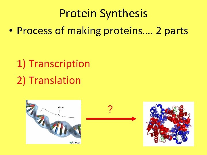 Protein Synthesis • Process of making proteins…. 2 parts 1) Transcription 2) Translation ?