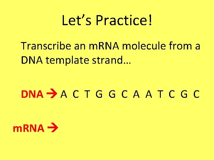 Let’s Practice! Transcribe an m. RNA molecule from a DNA template strand… DNA A