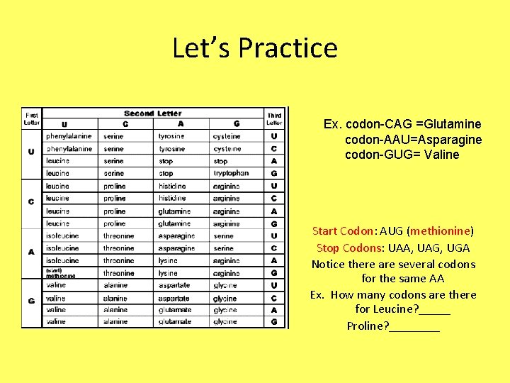 Let’s Practice Ex. codon-CAG =Glutamine codon-AAU=Asparagine codon-GUG= Valine Start Codon: AUG (methionine) Stop Codons: