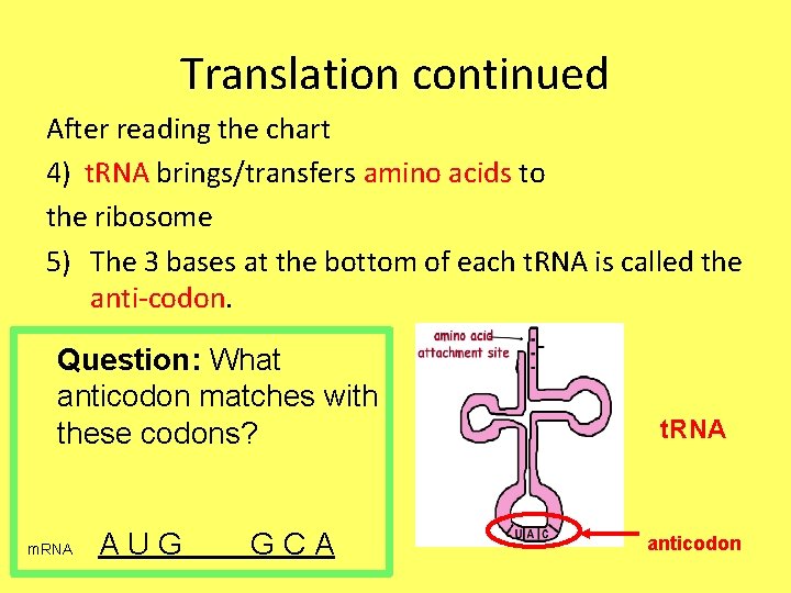 Translation continued After reading the chart 4) t. RNA brings/transfers amino acids to the