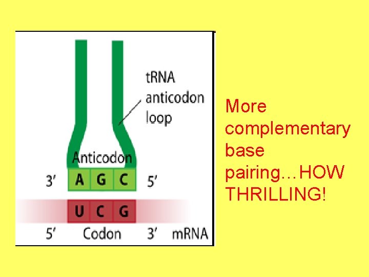 More complementary base pairing…HOW THRILLING! 