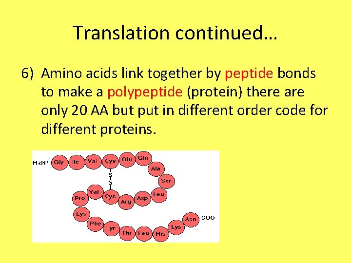 Translation continued… 6) Amino acids link together by peptide bonds to make a polypeptide