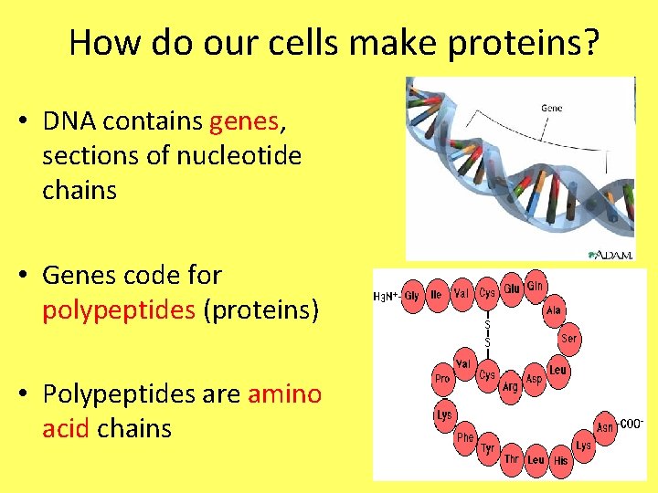 How do our cells make proteins? • DNA contains genes, sections of nucleotide chains