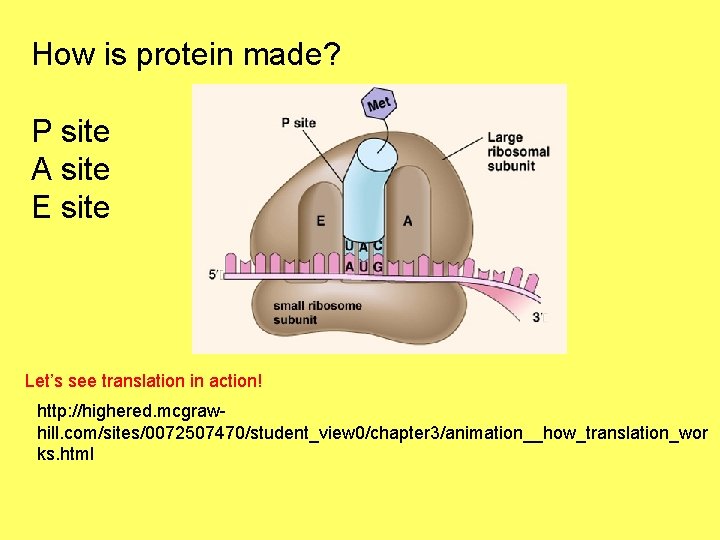 How is protein made? P site A site E site Let’s see translation in