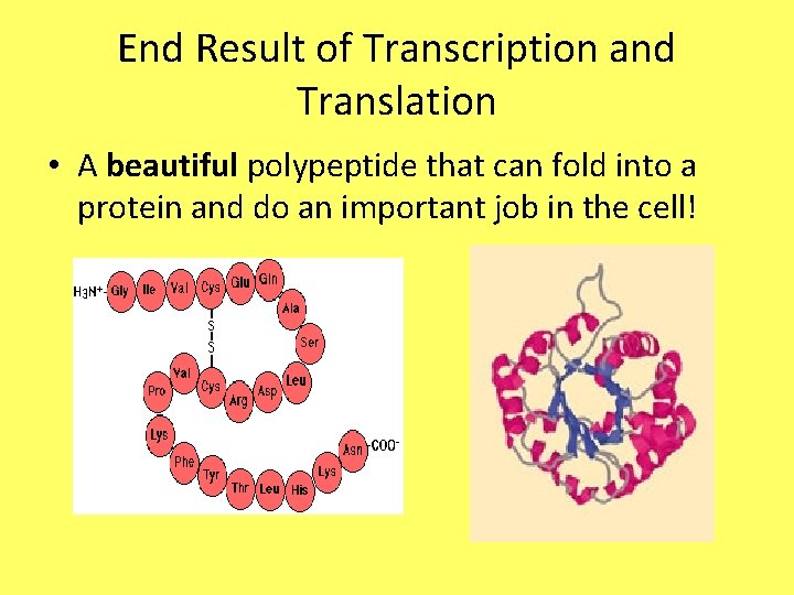 End Result of Transcription and Translation • A beautiful polypeptide that can fold into