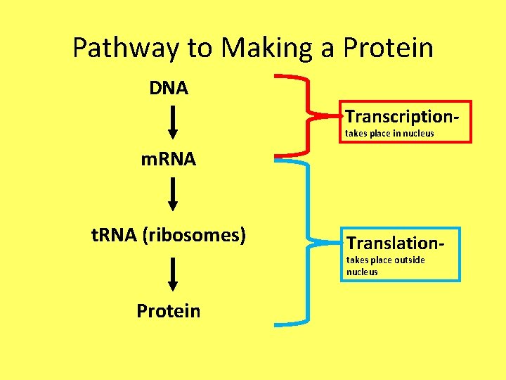 Pathway to Making a Protein DNA Transcriptiontakes place in nucleus m. RNA t. RNA