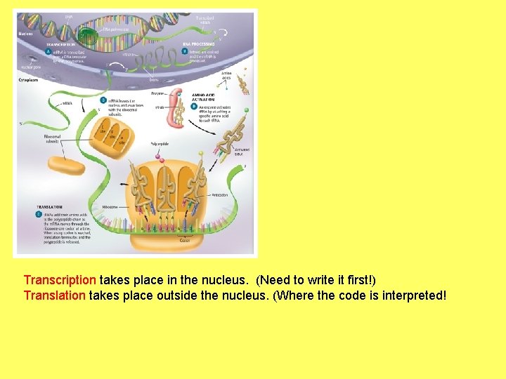 Transcription takes place in the nucleus. (Need to write it first!) Translation takes place