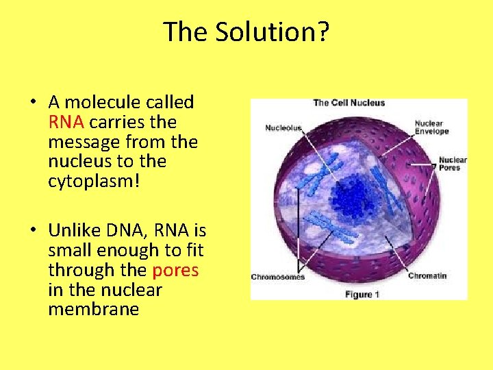 The Solution? • A molecule called RNA carries the message from the nucleus to