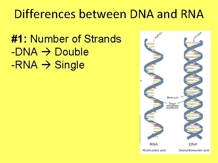 Differences between DNA and RNA #1: Number of Strands -DNA Double -RNA Single 