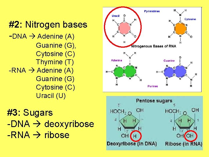 #2: Nitrogen bases -DNA Adenine (A) Guanine (G), Cytosine (C) Thymine (T) -RNA Adenine