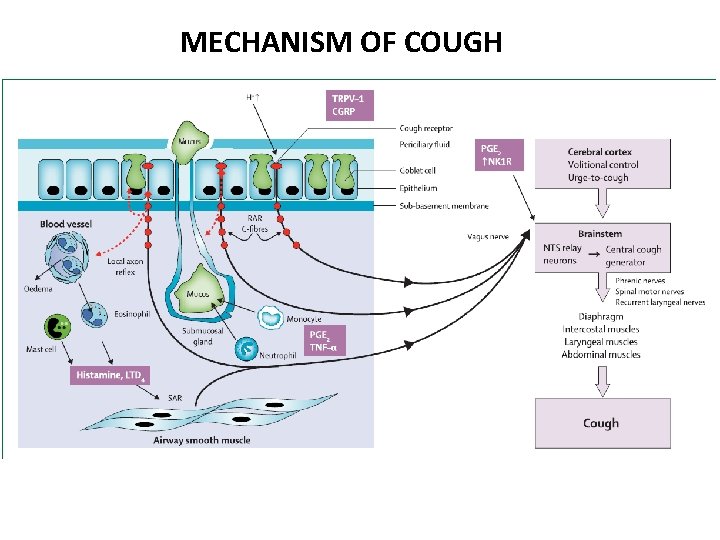 MECHANISM OF COUGH MECHANISM OF COUGH