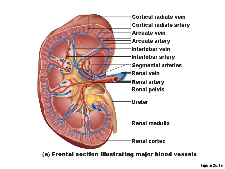 Cortical radiate vein Cortical radiate artery Arcuate vein Arcuate artery Interlobar vein Interlobar artery Cortical radiate vein Cortical radiate artery Arcuate vein Arcuate artery Interlobar vein Interlobar artery