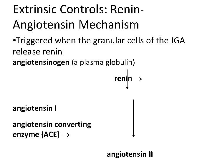 Extrinsic Controls: Renin. Angiotensin Mechanism • Triggered when the granular cells of the JGA Extrinsic Controls: Renin. Angiotensin Mechanism • Triggered when the granular cells of the JGA
