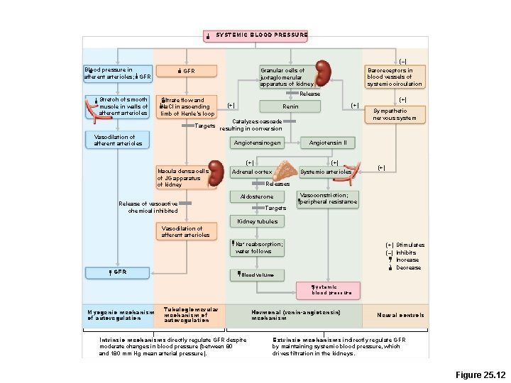SYSTEMIC BLOOD PRESSURE (–) Blood pressure in afferent arterioles; GFR Stretch of smooth muscle SYSTEMIC BLOOD PRESSURE (–) Blood pressure in afferent arterioles; GFR Stretch of smooth muscle