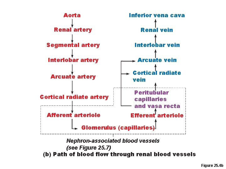 Aorta Inferior vena cava Renal artery Renal vein Segmental artery Interlobar vein Interlobar artery Aorta Inferior vena cava Renal artery Renal vein Segmental artery Interlobar vein Interlobar artery