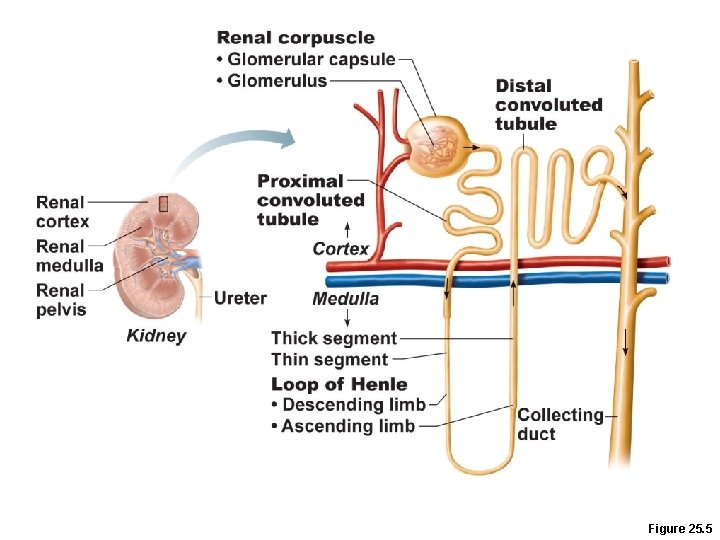 Figure 25. 5 Figure 25. 5