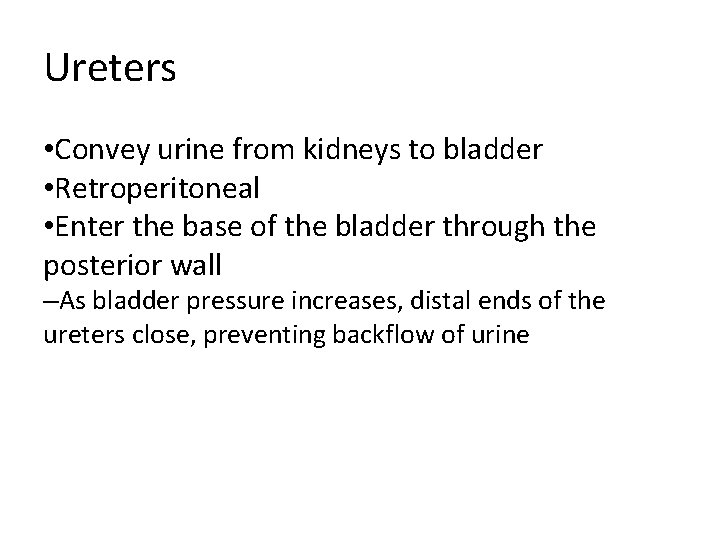 Ureters • Convey urine from kidneys to bladder • Retroperitoneal • Enter the base Ureters • Convey urine from kidneys to bladder • Retroperitoneal • Enter the base