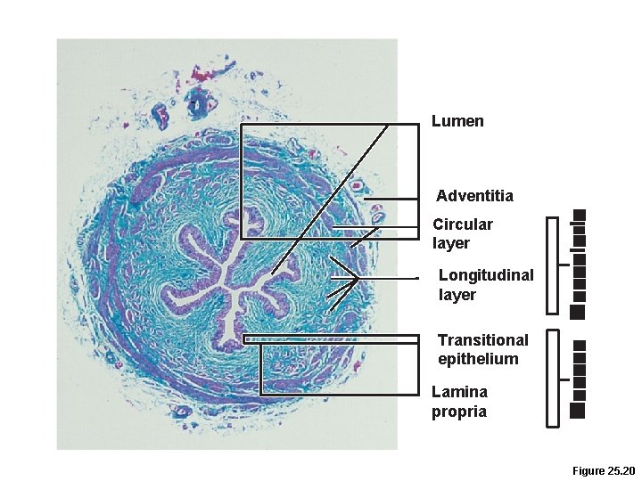 Lumen Adventitia Circular layer Longitudinal layer Transitional epithelium Lamina propria Figure 25. 20 Lumen Adventitia Circular layer Longitudinal layer Transitional epithelium Lamina propria Figure 25. 20