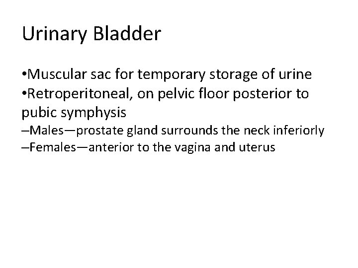 Urinary Bladder • Muscular sac for temporary storage of urine • Retroperitoneal, on pelvic Urinary Bladder • Muscular sac for temporary storage of urine • Retroperitoneal, on pelvic