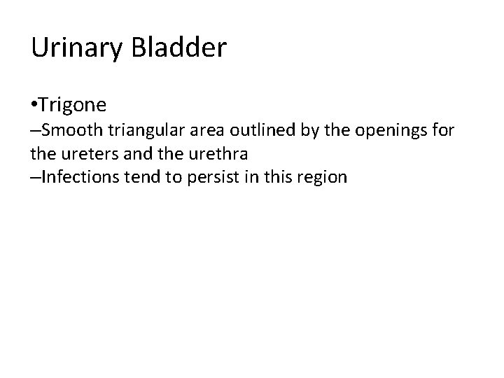 Urinary Bladder • Trigone –Smooth triangular area outlined by the openings for the ureters Urinary Bladder • Trigone –Smooth triangular area outlined by the openings for the ureters