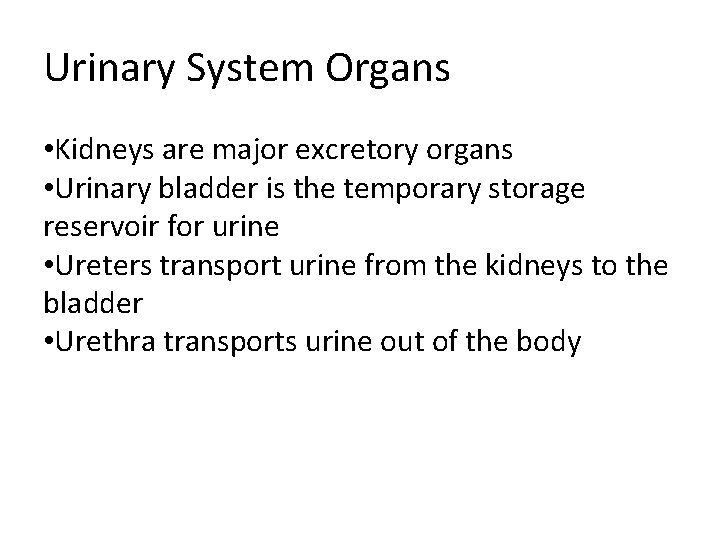 Urinary System Organs • Kidneys are major excretory organs • Urinary bladder is the Urinary System Organs • Kidneys are major excretory organs • Urinary bladder is the