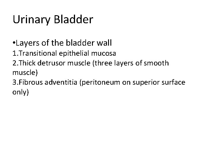 Urinary Bladder • Layers of the bladder wall 1. Transitional epithelial mucosa 2. Thick Urinary Bladder • Layers of the bladder wall 1. Transitional epithelial mucosa 2. Thick