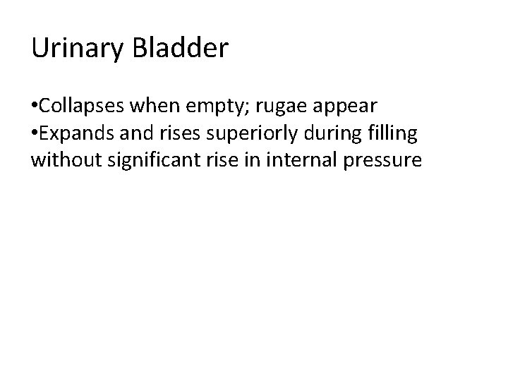 Urinary Bladder • Collapses when empty; rugae appear • Expands and rises superiorly during Urinary Bladder • Collapses when empty; rugae appear • Expands and rises superiorly during
