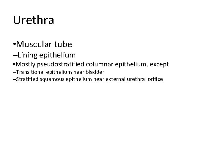 Urethra • Muscular tube –Lining epithelium • Mostly pseudostratified columnar epithelium, except –Transitional epithelium Urethra • Muscular tube –Lining epithelium • Mostly pseudostratified columnar epithelium, except –Transitional epithelium
