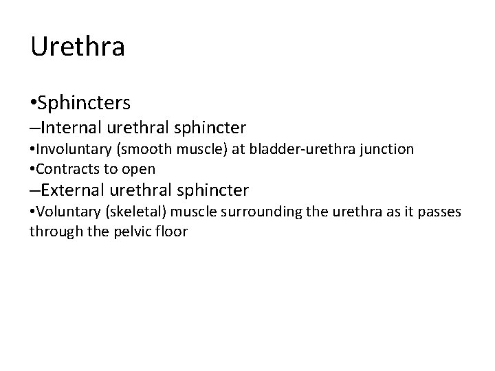 Urethra • Sphincters –Internal urethral sphincter • Involuntary (smooth muscle) at bladder-urethra junction • Urethra • Sphincters –Internal urethral sphincter • Involuntary (smooth muscle) at bladder-urethra junction •