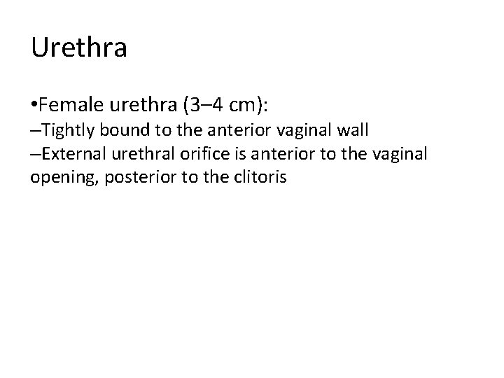Urethra • Female urethra (3– 4 cm): –Tightly bound to the anterior vaginal wall Urethra • Female urethra (3– 4 cm): –Tightly bound to the anterior vaginal wall