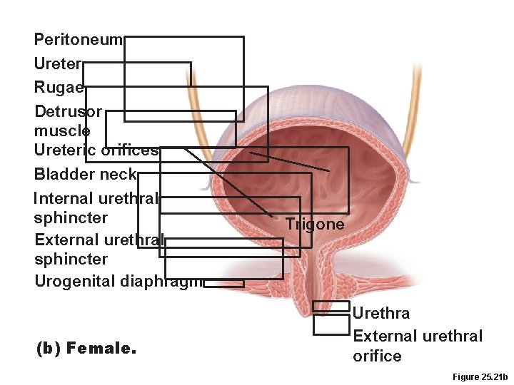 Peritoneum Ureter Rugae Detrusor muscle Ureteric orifices Bladder neck Internal urethral sphincter External urethral Peritoneum Ureter Rugae Detrusor muscle Ureteric orifices Bladder neck Internal urethral sphincter External urethral