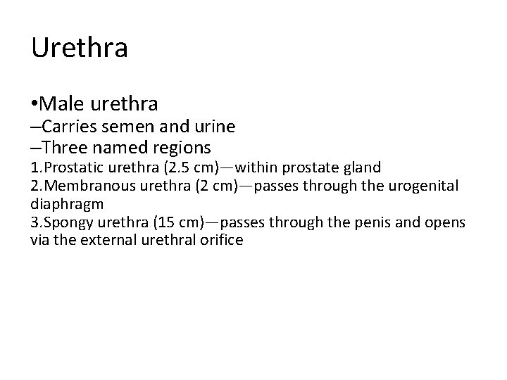 Urethra • Male urethra –Carries semen and urine –Three named regions 1. Prostatic urethra Urethra • Male urethra –Carries semen and urine –Three named regions 1. Prostatic urethra