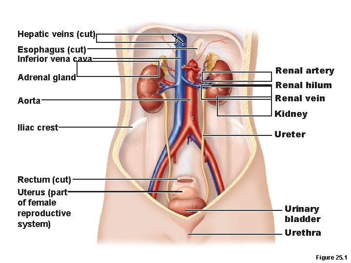 Hepatic veins (cut) Esophagus (cut) Inferior vena cava Adrenal gland Aorta Renal artery Renal Hepatic veins (cut) Esophagus (cut) Inferior vena cava Adrenal gland Aorta Renal artery Renal