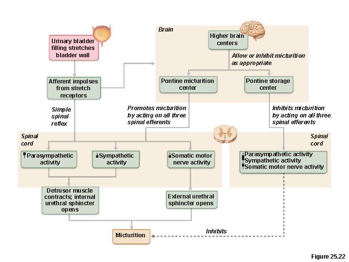 Brain Urinary bladder filling stretches bladder wall Allow or inhibit micturition as appropriate Pontine Brain Urinary bladder filling stretches bladder wall Allow or inhibit micturition as appropriate Pontine