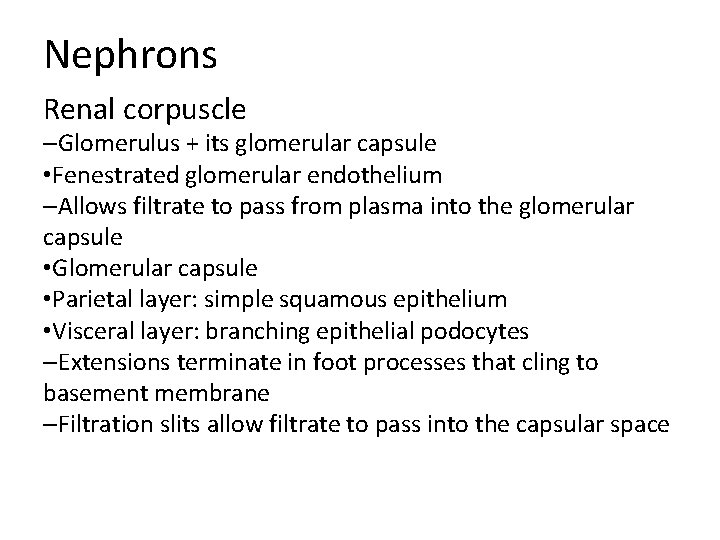 Nephrons Renal corpuscle –Glomerulus + its glomerular capsule • Fenestrated glomerular endothelium –Allows filtrate Nephrons Renal corpuscle –Glomerulus + its glomerular capsule • Fenestrated glomerular endothelium –Allows filtrate