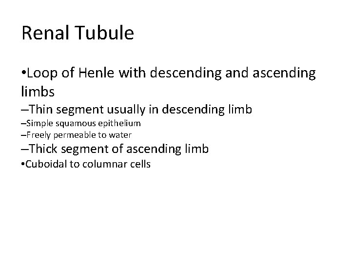 Renal Tubule • Loop of Henle with descending and ascending limbs –Thin segment usually Renal Tubule • Loop of Henle with descending and ascending limbs –Thin segment usually
