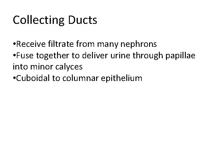 Collecting Ducts • Receive filtrate from many nephrons • Fuse together to deliver urine Collecting Ducts • Receive filtrate from many nephrons • Fuse together to deliver urine