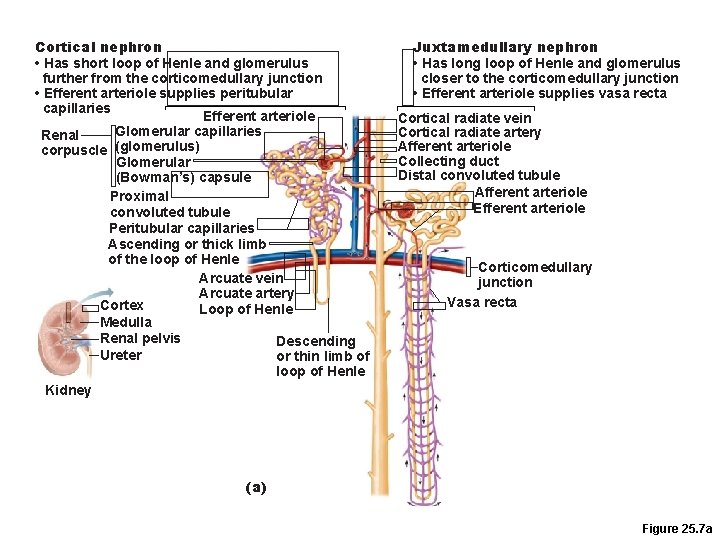 Cortical nephron • Has short loop of Henle and glomerulus further from the corticomedullary Cortical nephron • Has short loop of Henle and glomerulus further from the corticomedullary