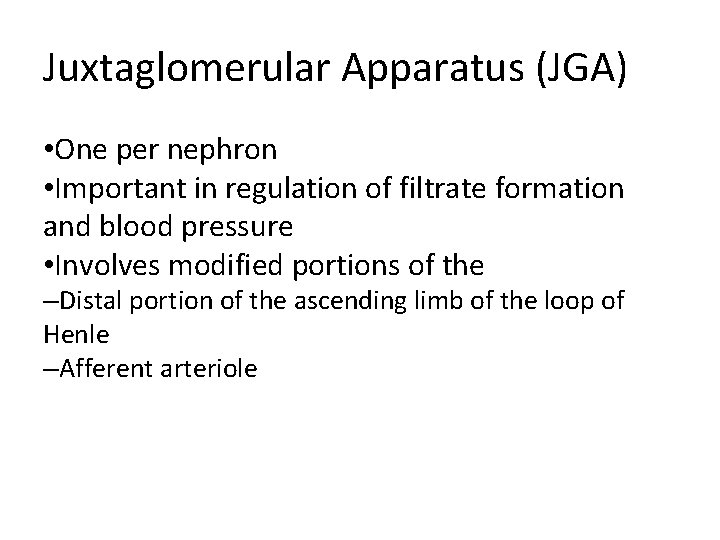 Juxtaglomerular Apparatus (JGA) • One per nephron • Important in regulation of filtrate formation Juxtaglomerular Apparatus (JGA) • One per nephron • Important in regulation of filtrate formation