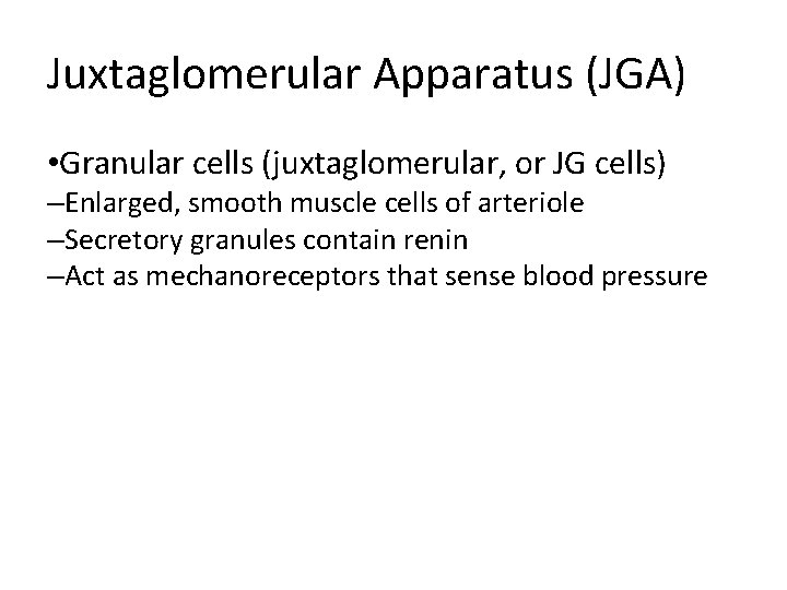 Juxtaglomerular Apparatus (JGA) • Granular cells (juxtaglomerular, or JG cells) –Enlarged, smooth muscle cells Juxtaglomerular Apparatus (JGA) • Granular cells (juxtaglomerular, or JG cells) –Enlarged, smooth muscle cells