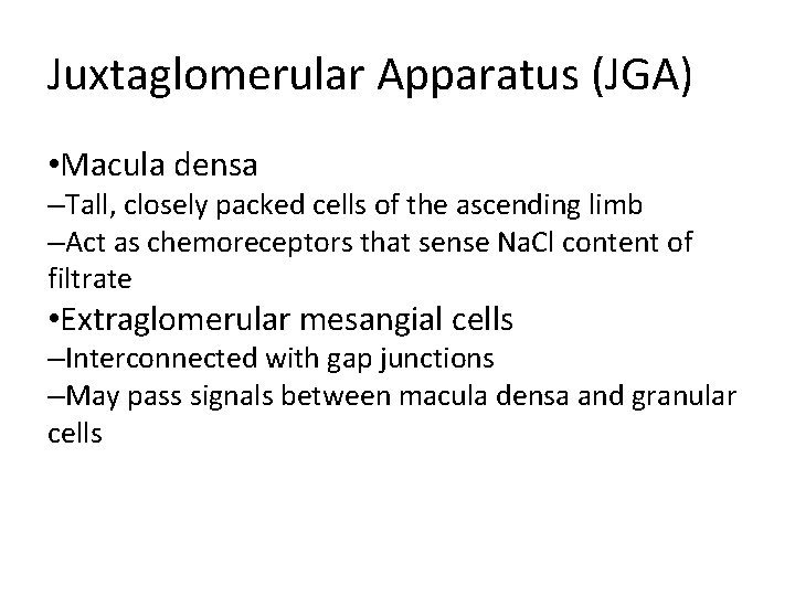 Juxtaglomerular Apparatus (JGA) • Macula densa –Tall, closely packed cells of the ascending limb Juxtaglomerular Apparatus (JGA) • Macula densa –Tall, closely packed cells of the ascending limb