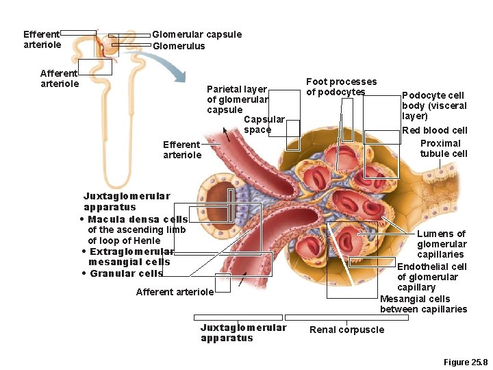 Efferent arteriole Glomerular capsule Glomerulus Afferent arteriole Parietal layer of glomerular capsule Capsular space Efferent arteriole Glomerular capsule Glomerulus Afferent arteriole Parietal layer of glomerular capsule Capsular space