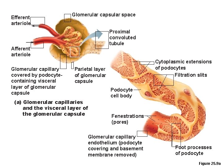 Efferent arteriole Glomerular capsular space Proximal convoluted tubule Afferent arteriole Glomerular capillary covered by Efferent arteriole Glomerular capsular space Proximal convoluted tubule Afferent arteriole Glomerular capillary covered by