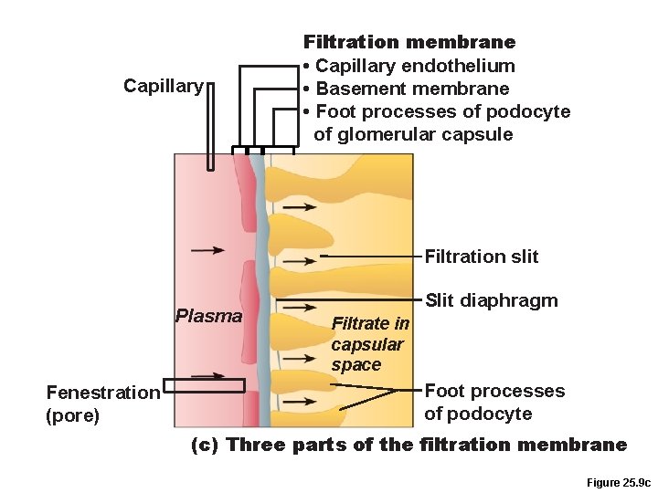 Capillary Filtration membrane • Capillary endothelium • Basement membrane • Foot processes of podocyte Capillary Filtration membrane • Capillary endothelium • Basement membrane • Foot processes of podocyte