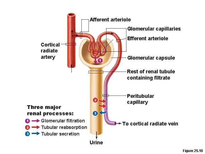 Afferent arteriole Glomerular capillaries Efferent arteriole Cortical radiate artery Glomerular capsule Rest of renal Afferent arteriole Glomerular capillaries Efferent arteriole Cortical radiate artery Glomerular capsule Rest of renal