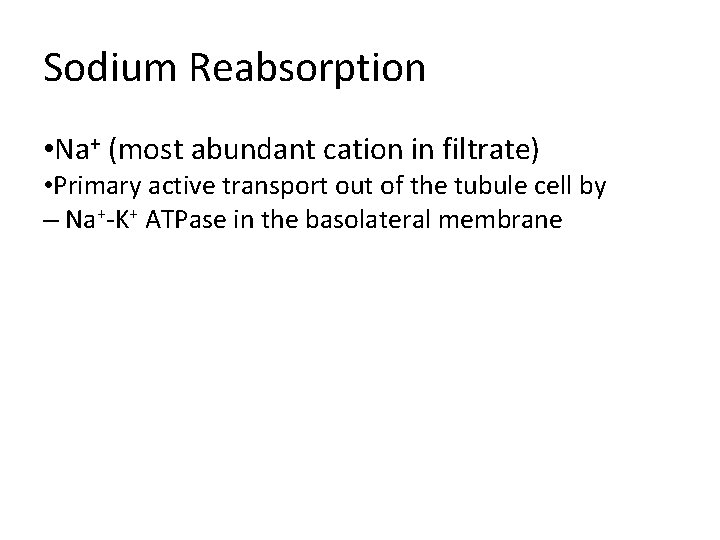 Sodium Reabsorption • Na+ (most abundant cation in filtrate) • Primary active transport out Sodium Reabsorption • Na+ (most abundant cation in filtrate) • Primary active transport out
