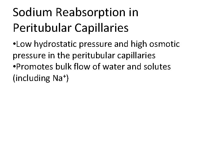 Sodium Reabsorption in Peritubular Capillaries • Low hydrostatic pressure and high osmotic pressure in Sodium Reabsorption in Peritubular Capillaries • Low hydrostatic pressure and high osmotic pressure in