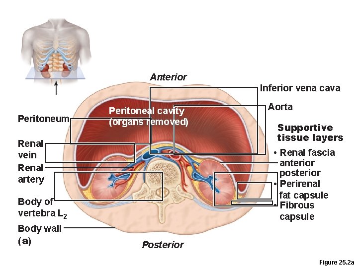 Anterior Inferior vena cava Peritoneum Peritoneal cavity (organs removed) Renal vein Renal artery Supportive Anterior Inferior vena cava Peritoneum Peritoneal cavity (organs removed) Renal vein Renal artery Supportive